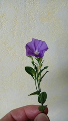 Convolvulus sabatius