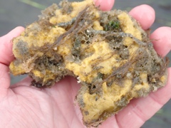 Halichondria panicea