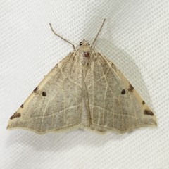 Neoterpes graefiaria