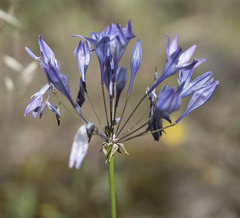 Triteleia bridgesii