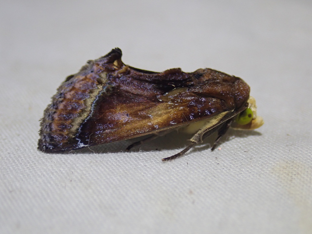 Gonodonta nitidimacula