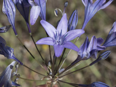 Triteleia bridgesii