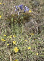 Triteleia bridgesii