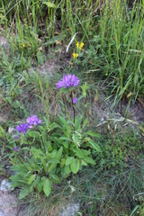 Campanula glomerata glomerata