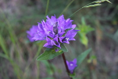 Campanula glomerata glomerata