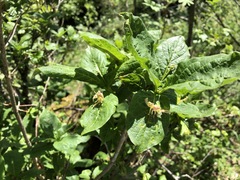 Lonicera alpigena