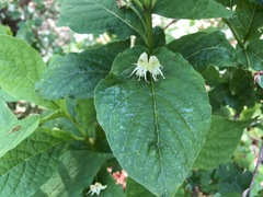 Lonicera alpigena