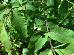 Lonicera nigra