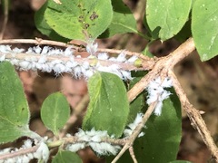 Prociphilus xylostei