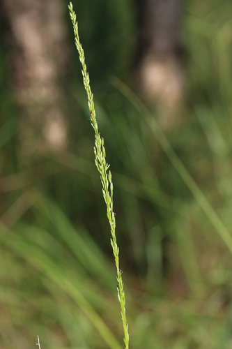 Dallwatsonia