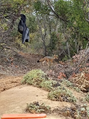 Lycalopex culpaeus culpaeus