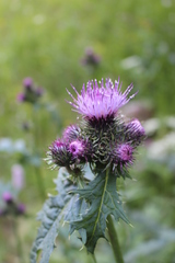 Cirsium alsophilum