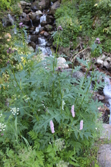 Cirsium alsophilum