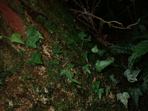 Image of Hedera rhombea by (c) W Rao, some rights reserved (CC BY)
