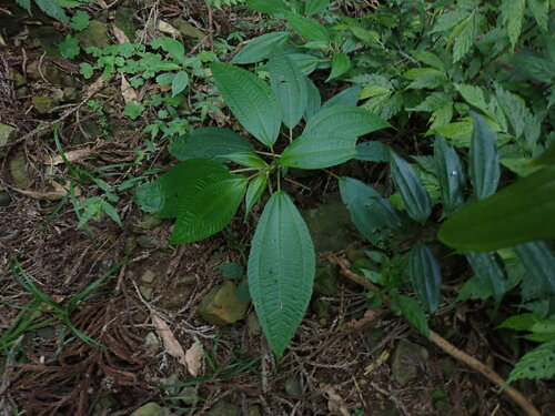 Image of Three-Vein Clearweed (Pilea melastomoides) by (c) W Rao, some rights reserved (CC BY)