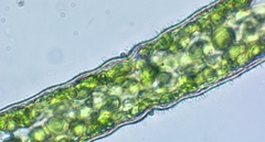 Pleurotaenium coronatum