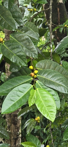 Ficus tinctoria observed 2024-07-28