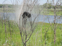Parawixia bistriata