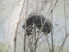 Parawixia bistriata
