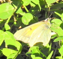Colias electo electo