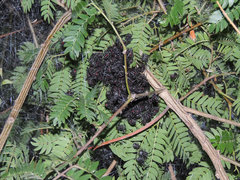 Parawixia bistriata