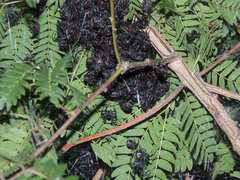 Parawixia bistriata