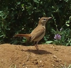 Cercotrichas galactotes