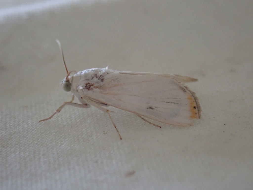 Dichogama innocua