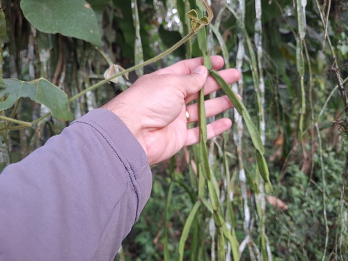Rhipsalis paradoxa ssp. paradoxa