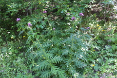 Cirsium alsophilum