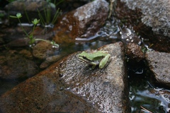 Hyla wrightorum