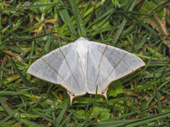 Ourapteryx sciticaudaria