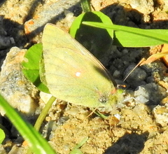 Colias electo electo