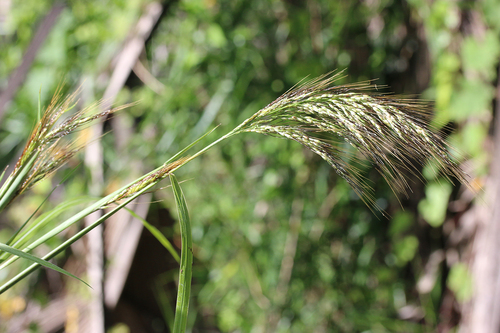 Sorghum laxiflorum observed 2017-05-06