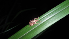 Episomus chinensis