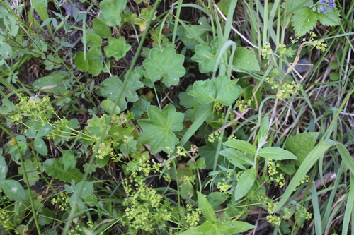 Alchemilla coriacea