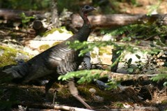 Meleagris gallopavo mexicana