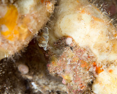 Ardeadoris angustolutea