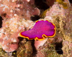 Pseudoceros ferrugineus