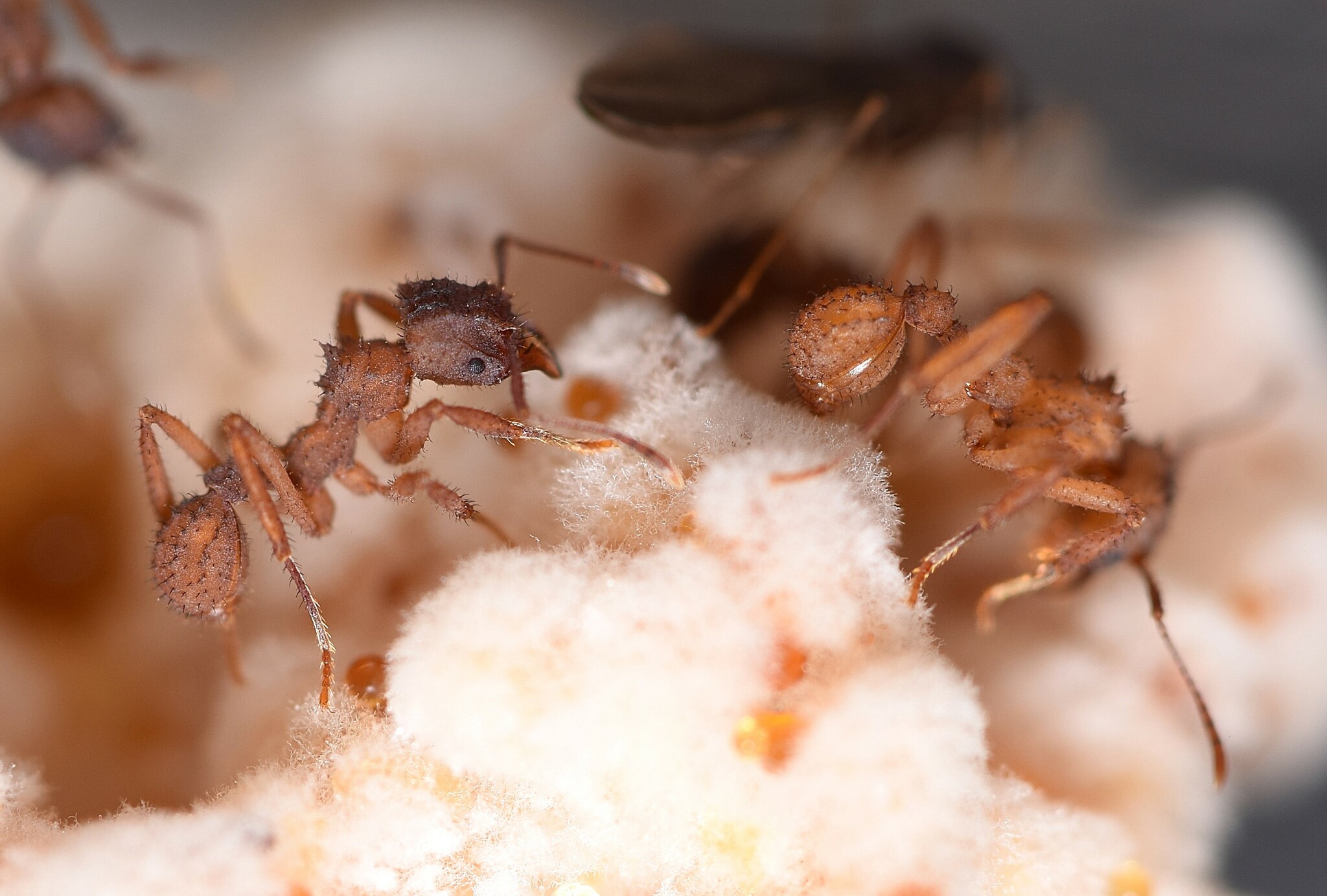 Mycetomoellerius isthmicus