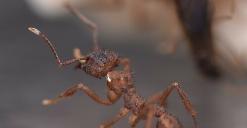Mycetomoellerius isthmicusMycetomoellerius isthmicus