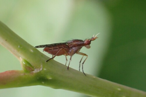 iNaturalist observation photo of Tetanocerini