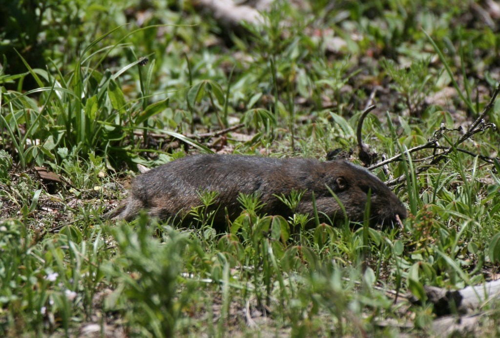 Southern Pocket Gopher