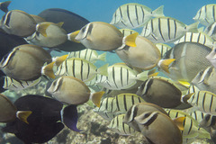 Acanthurus leucopareius
