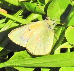 Colias electo electo