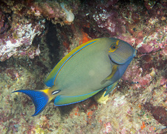 Acanthurus dussumieri