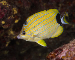 Chaetodon fremblii