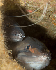 Conger marginatus