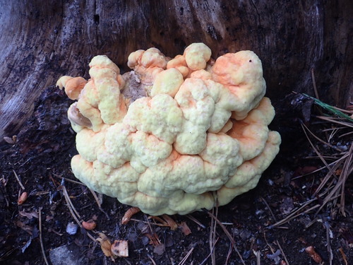 iNaturalist observation photo of Conifer Chicken of the Woods