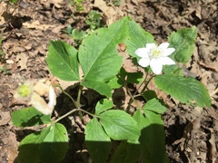 Anemonoides trifolia